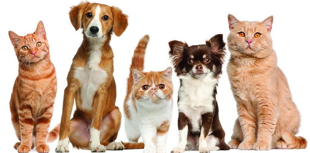 Доска объявлений о животных | ЗооТом - продажа, вязка и услуги для животных в Сосенском