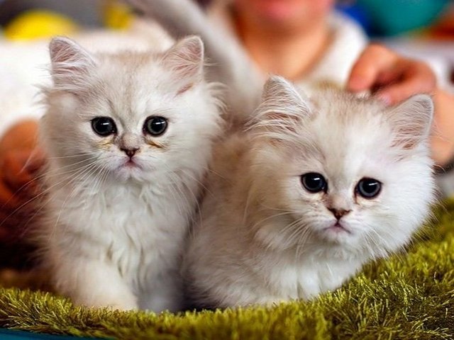 Породы кошек в Сосенском | ЗооТом портал о животных