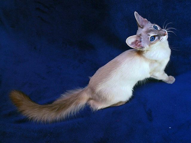 Выведенные породы кошек в Сосенском | ЗооТом портал о животных