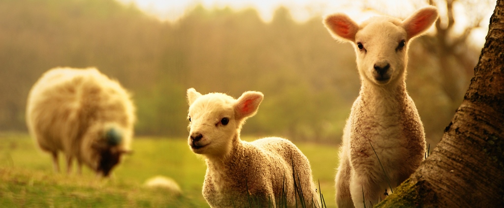 Объявления о сельскохозяйственных животных | ЗооТом - продажа, вязка и услуги для животных в Сосенском