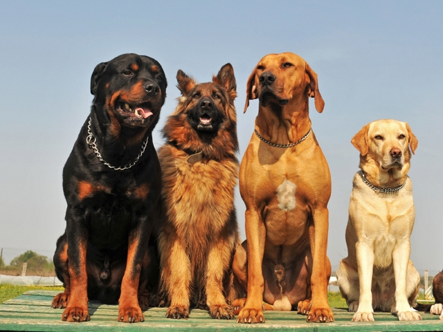 Крупные породы собак в Сосенском | ЗооТом портал о животных